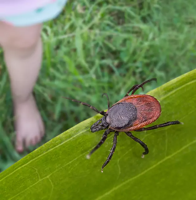 Why Redmond Homeowners Choose Redmond Pest Control Pro for Tick Extermination?