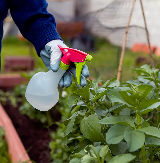 Why Redmond Relies on Redmond Pest Control Pro for Wasp Control Services?