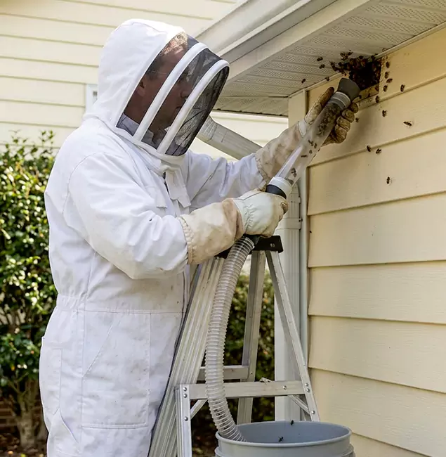 Why Redmond Trusts Redmond Pest Control Pro for Wasp Control?