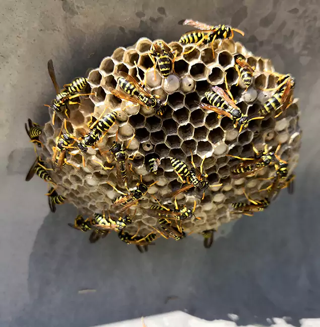 Why Redmond Chooses Redmond Pest Control Pro for Wasp Control Services?