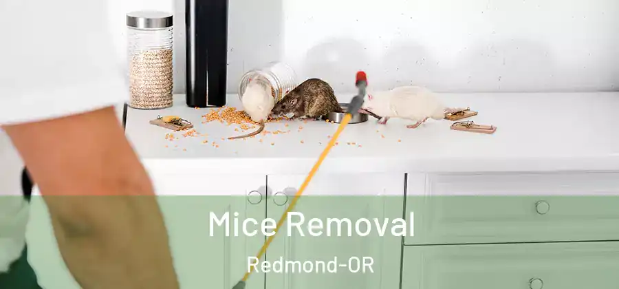 Mice Removal Redmond-OR