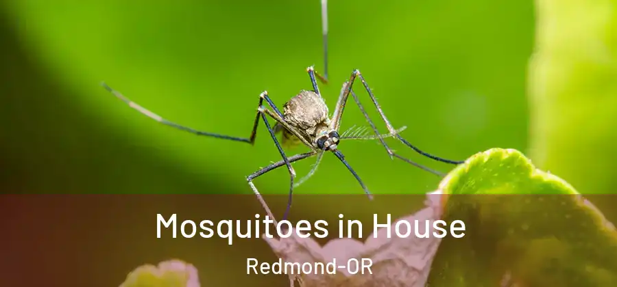 Mosquitoes in House Redmond-OR