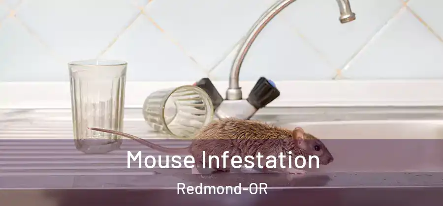 Mouse Infestation Redmond-OR
