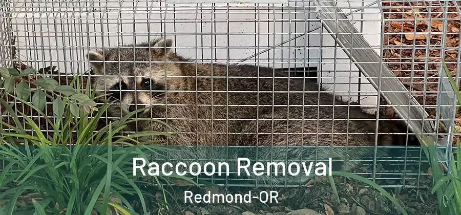 Raccoon Removal Redmond-OR