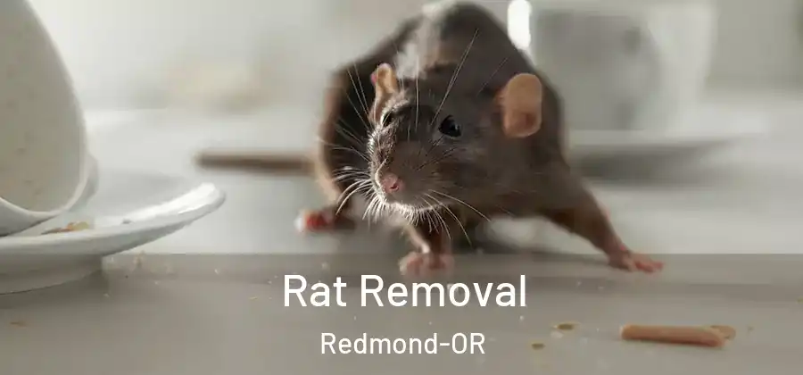 Rat Removal Redmond-OR