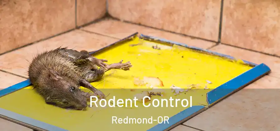 Rodent Control Redmond-OR