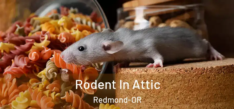 Rodent In Attic Redmond-OR
