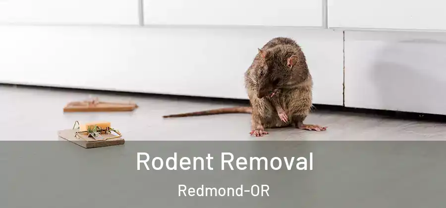Rodent Removal Redmond-OR