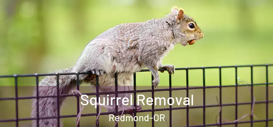 Squirrel Removal Redmond-OR