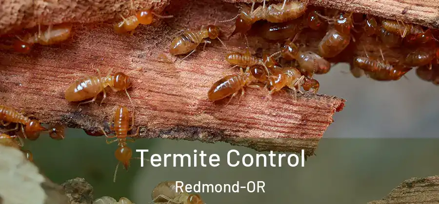 Termite Control Redmond-OR