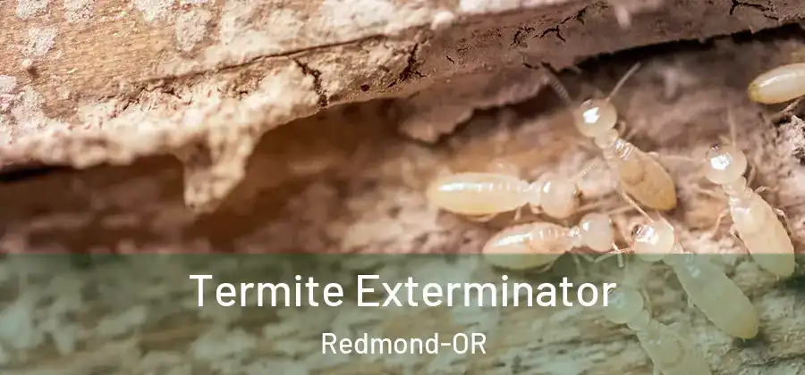 Termite Exterminator Redmond-OR